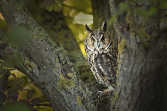 Long-eared Owl (Asio otus) captive, Germany