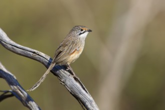 Striated Grasswren (Amytornis striatus striatus) perched on a branch, Victoria, Australia