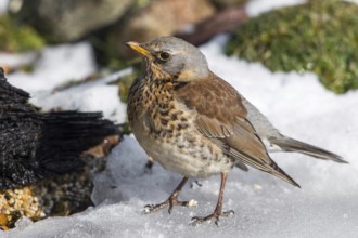 Fieldfare (Turdus pilaris) on snow, Mecklenburg-Western Pomerania, Germany