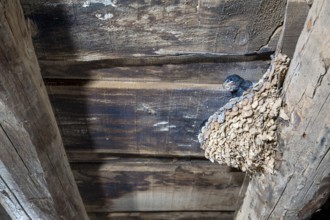 Barn Swallow (Hirundo rustica) in nest in a barn, Extremadura, Spain