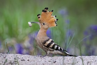 Eurasian Hoopoe (Upupa epops) perched on the ground with food in beak, Saxony-Anhalt, Germany