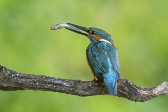 Common Kingfisher (Alcedo atthis) male perched on a branch with fish in its beak, Saxony-Anhalt,
