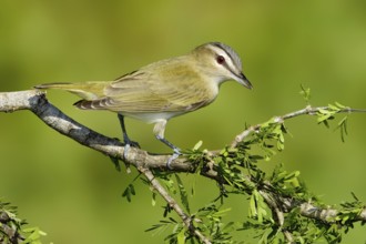 Red-eyed Vireo (Vireo olivaceus), Texas, USA