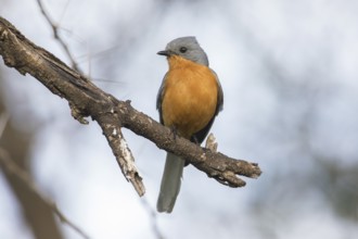Silverbird (Empidornis semipartitus) perched on a branch, Serengeti, Tanzania