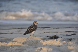 Ruddy Turnstone (Arenaria interpres), Schleswig-Holstein, Germany
