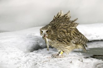 Blakiston's fish owl, catch fish in bill, largest living species of owl, fish owl, eagle owl. Bird