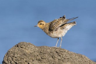 Pacific Golden Plover (Pluvialis fulva), Victoria, Australia
