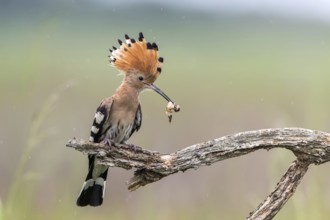 Eurasian Hoopoe (Upupa epops) with food in beak, Subotica, Serbia