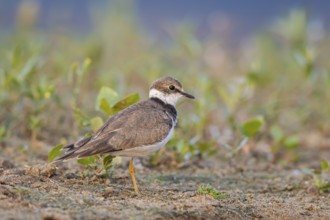 Little Ringed Plover (Charadrius dubius) juvenile, North Rhine-Westphalia, Germany