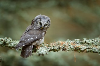 Owl hidden in the orange leaves. Bird with big yellow eyes. Autumn bird. Boreal owl in the orange