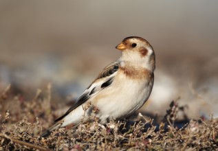 Snow Bunting (Plectrophenax nivalis), Schleswig-Holstein, Germany
