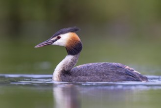 Great Crested Grebe (Podiceps cristatus), North Rhine-Westphalia, Germany