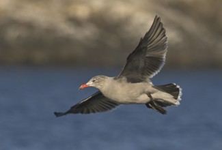 Heermann's Gull (Larus heermanni), British Columbia, Canada