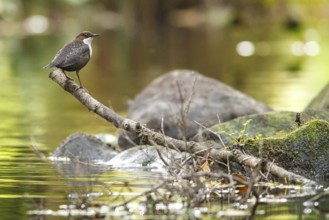 White-throated Dipper (Cinclus cinclus), on river, Galicia, Spain
