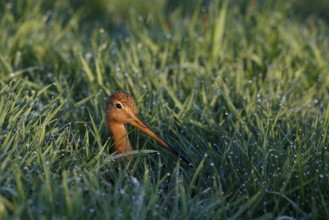 Black-tailed Godwit (Limosa limosa), Netherlands