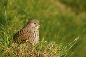 Common Kestrel (Falco tinnunculus), Netherlands