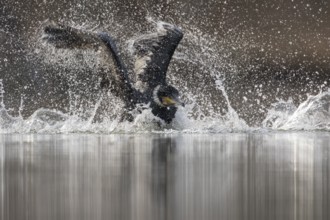 Great Cormorant (Phalacrocorax carbo) bathing, Baden-Wuerttemberg, Germany