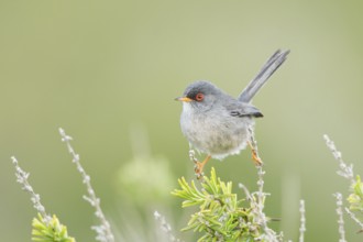 Balearic Warbler (Sylvia balearica) male, Mallorca, Spain