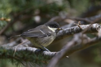 Cyprus Coal Tit (Periparus ater cypriotes) juvenile, Cyprus