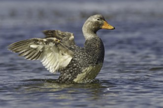 Flying Steamer Duck (Tachyeres patachonicus), Falkland Islands