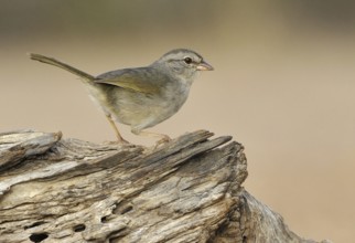 Olive Sparrow (Arremonops rufivirgatus), Texas, USA