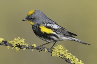 Audubon's Warbler (Setophaga auduboni), Oregon, USA