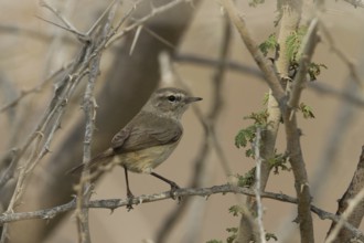 Plain Leaf Warbler (Phylloscopus neglectus), Oman