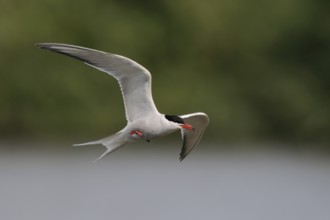 Voller Dynamik... Flußseeschwalbe *Sterna hirundo*