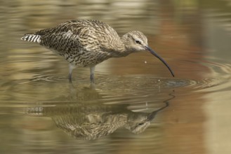 Eurasian Curlew (Numenius arquata), Norfolk, United Kingdom