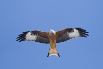 Red Kite (Milvus milvus) flying, Germany