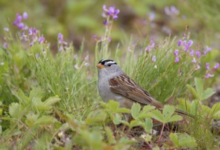 White-crowned Sparrow (Zonotrichia leucophrys) perched on a meadow, British Columbia, Canada