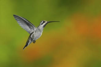 Plain-capped Starthroat Heliomaster constantii pinicola Puerto Vallart, Jalisco, Mexico 14 June