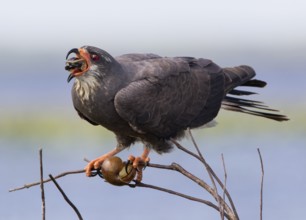 Snail Kite (Rostrhamus sociabilis) male perched on a branch feeding on a snail, Florida, USA