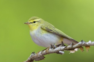 Wood Warbler (Phylloscopus sibilatrix), Rhineland-Palatinate, Germany