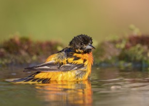 Baltimore Oriole (Icterus galbula) male bathing, Texas, USA