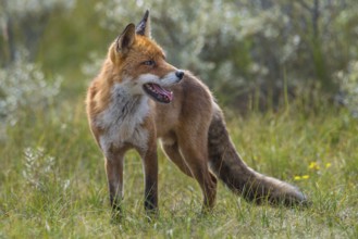 Red Fox (Vulpes vulpes) standing in meadow, Netherlands