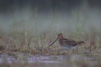 Common Snipe (Gallinago gallinago) foraging, North Rhine-Westphalia, Germany