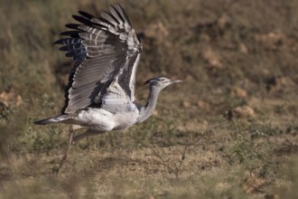 Kori Bustard (Ardeotis kori struthiunculus) male taking flight, Oromia, Ethiopia