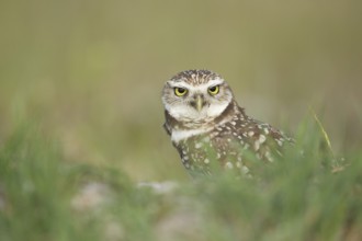Burrowing Owl (Athene cunicularia), Florida, USA
