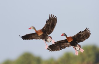 Black-bellied Whistling Duck (Dendrocygna autumnalis) flying, Florida, USA
