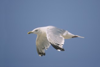 American Herring Gull (Larus smithsonianus) flying, New Jersey, USA