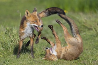 Red Fox (Vulpes vulpes) two young fighting and playing in grassland, Netherlands