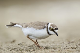 Little Ringed Plover (Charadrius dubius) female foraging, North Rhine-Westphalia, Germany