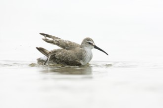 Curlew Sandpiper (Calidris ferruginea) bathing, Victoria, Australia