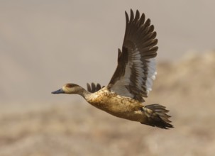Crested Duck (Lophonetta specularioides) flying, Santiago Metropolitan, Chile