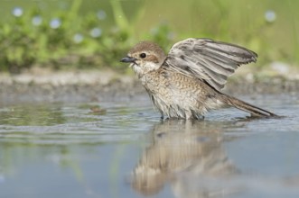 Red-backed Shrike (Lanius collurio) female bathing, Aosta Valley, Italy