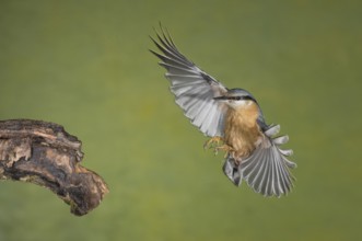 Eurasian Nuthatch (Sitta europaea) landing on a branch, Aosta Valley, Italy