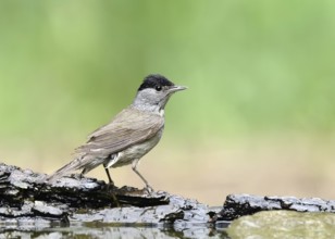Eurasian Blackcap (Sylvia atricapilla) male, Hungary