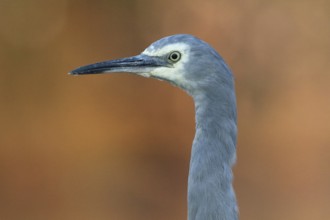 White-faced Heron (Egretta novaehollandiae), Victoria, Australia