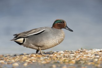 Eurasian Teal (Anas crecca) male, Schleswig-Holstein, Germany
